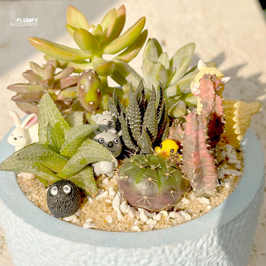 Succulent Garden (Arrangement)