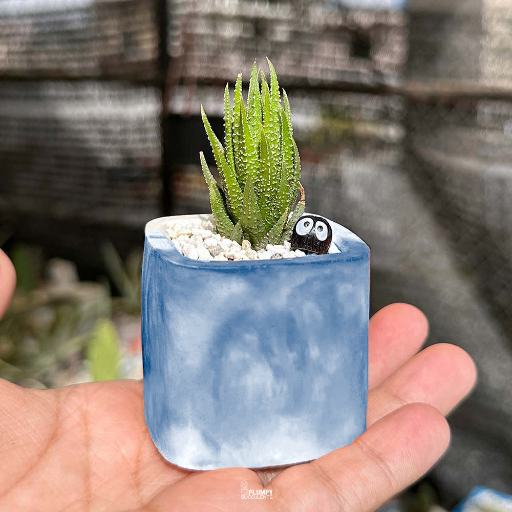 Reinwardtii Towering Haworthia