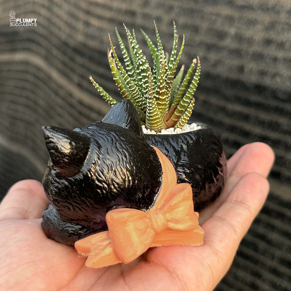 Haworthia Zebra in Cat Planter