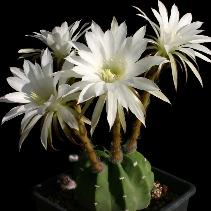 Cactus with white flowers at bloom