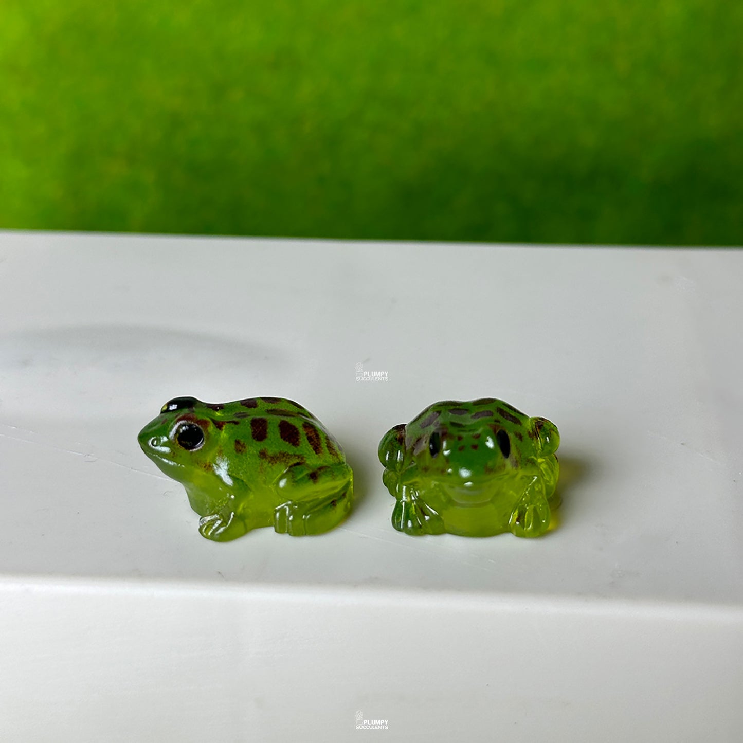 Frog (Toad)