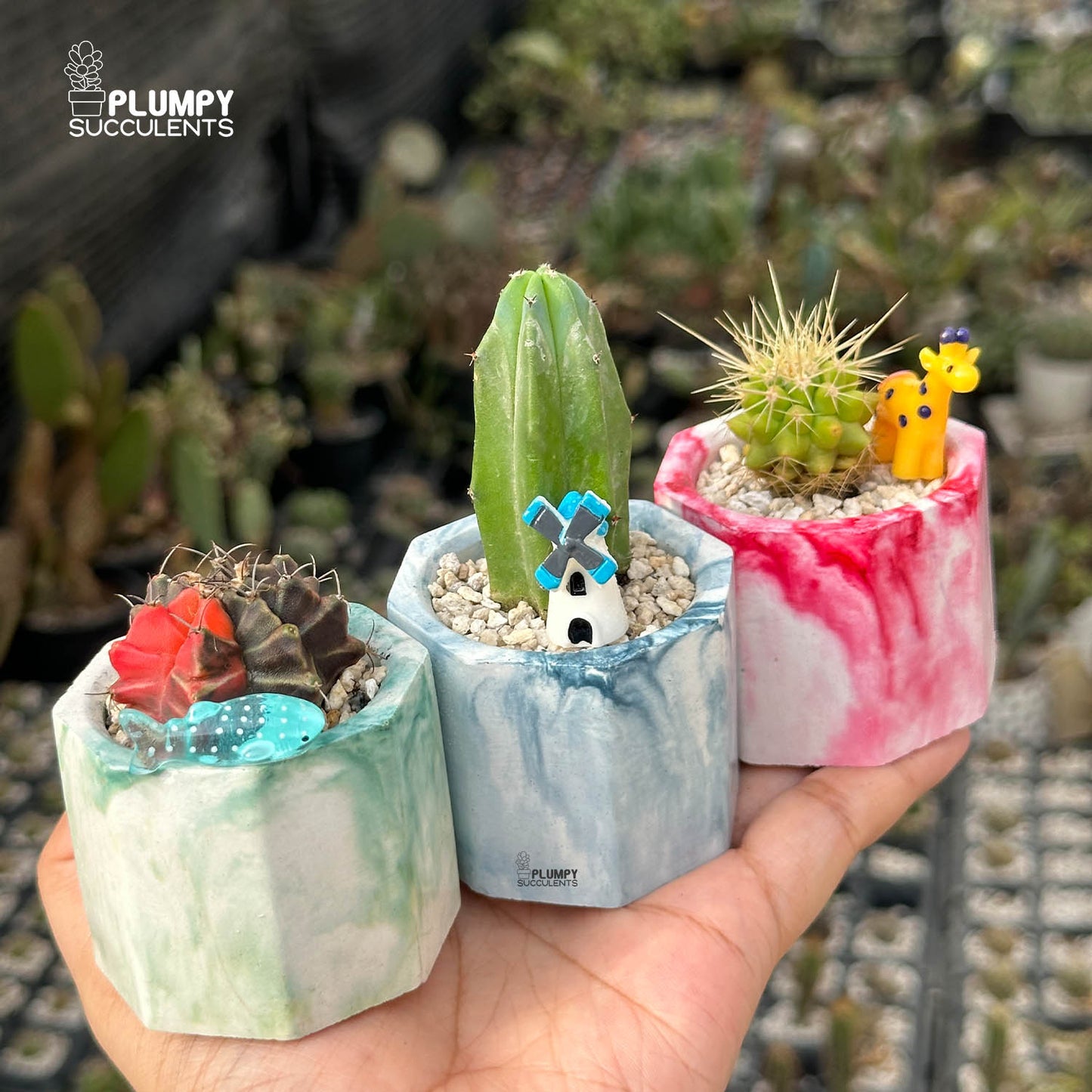 CACTUS ADVENTURE TRIO — Set of 3 Mini Cactus Planters