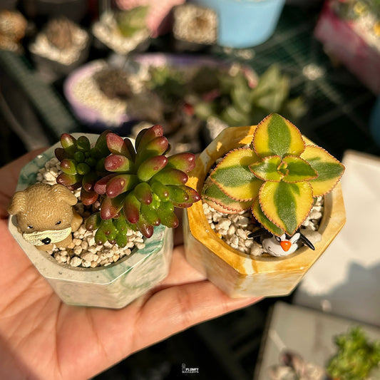 Mini Succulent Duo β Jelly Bean & Variegated Kalanchoe