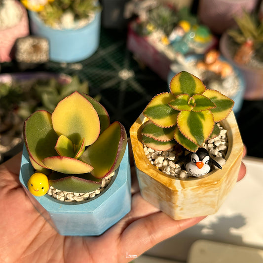 Mini Succulent Duo β Variegated Kalanchoe & Variegated Jade