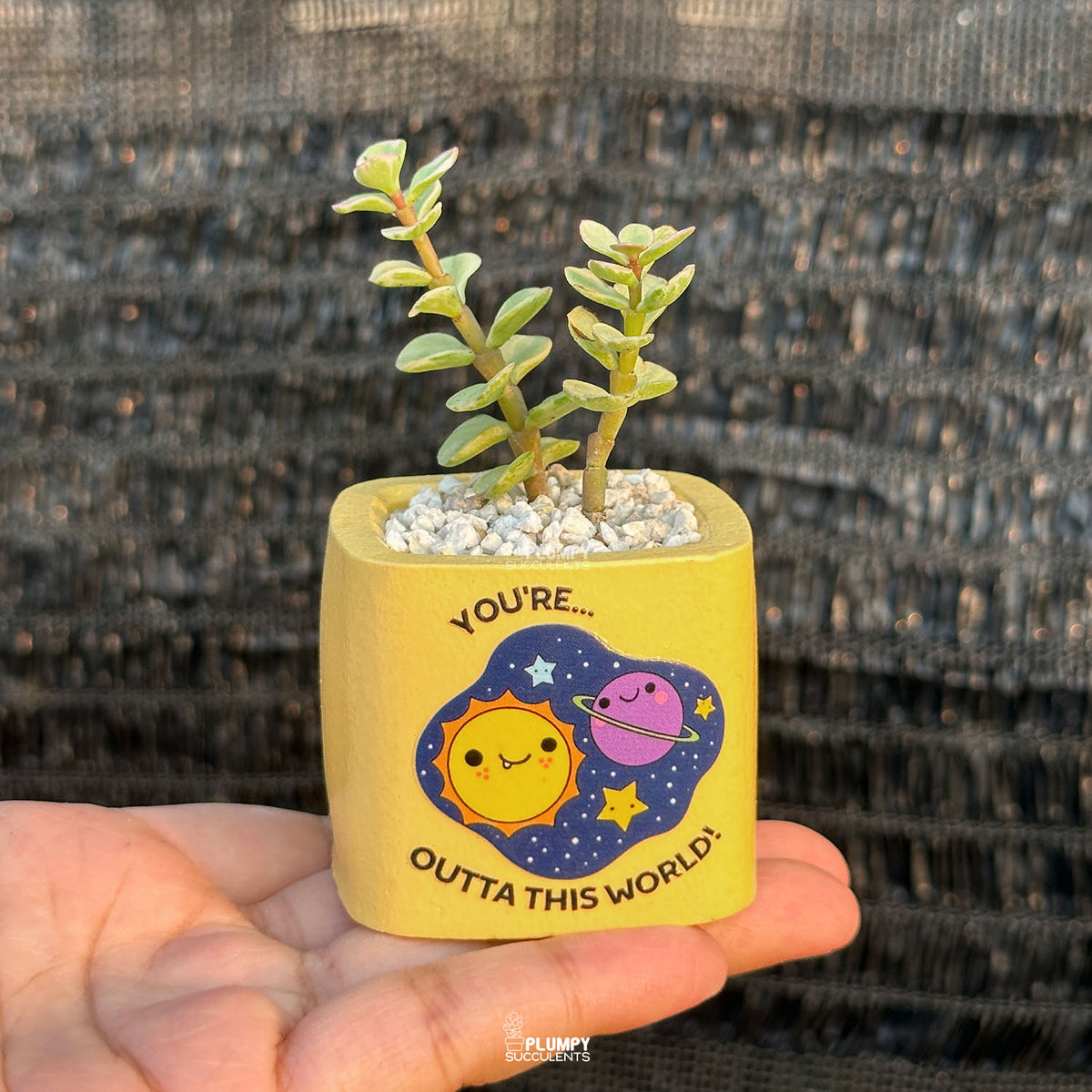 YELLOW – “Joy & Sunshine Planter”