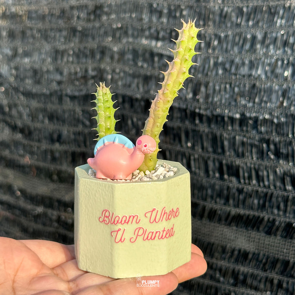 Bloom Where U Planted 💚