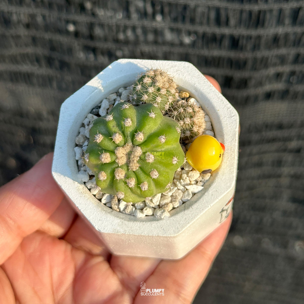 Plant Seeds That Grow Forever 🤍 - Teacher's Edition