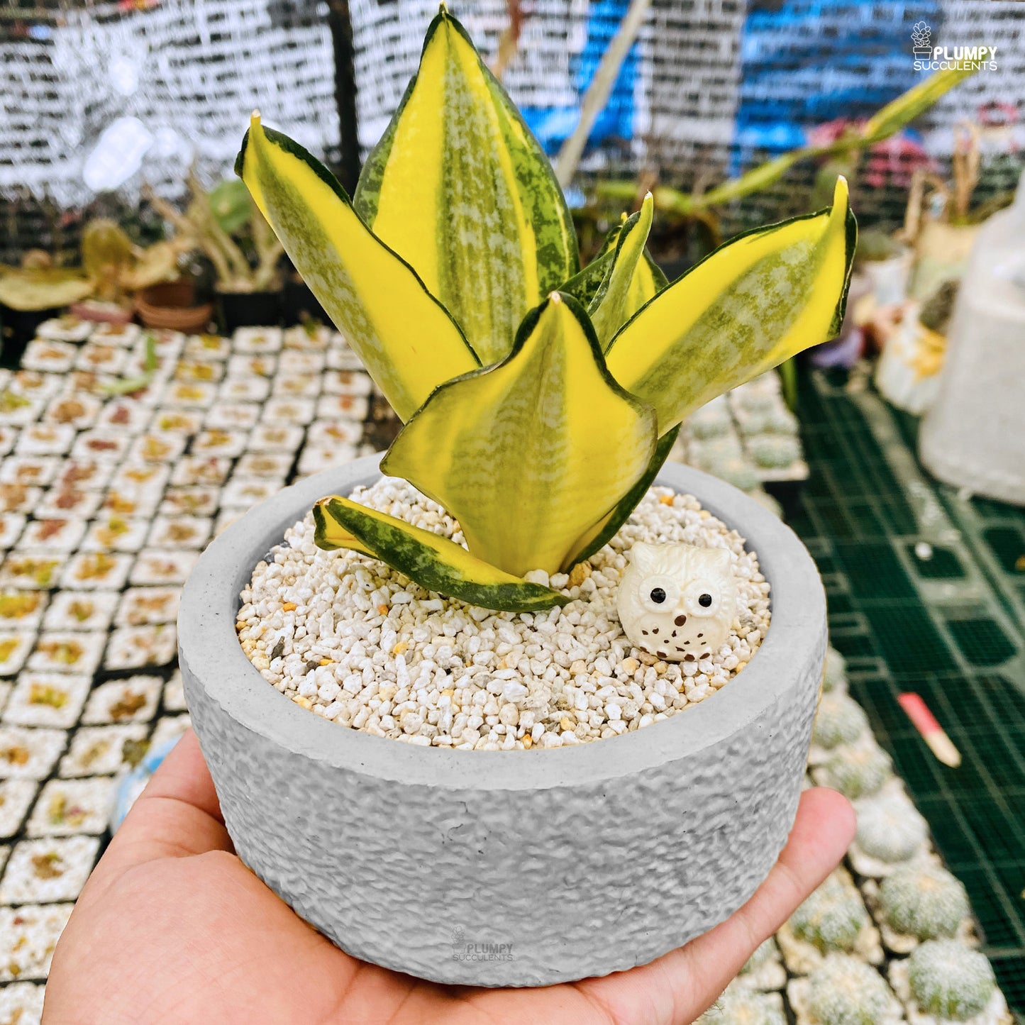Sansveria Golden Hahnii (Snake Plant)
