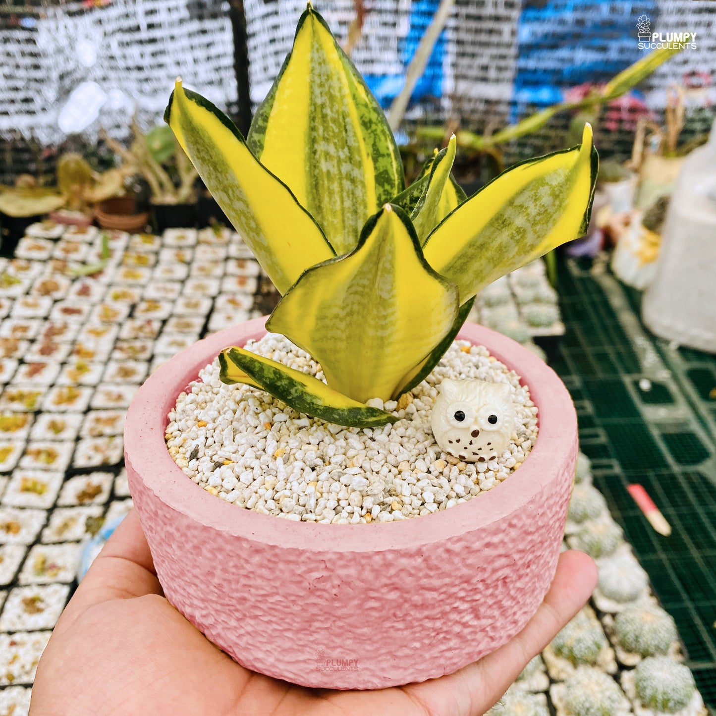Sansveria Golden Hahnii (Snake Plant)