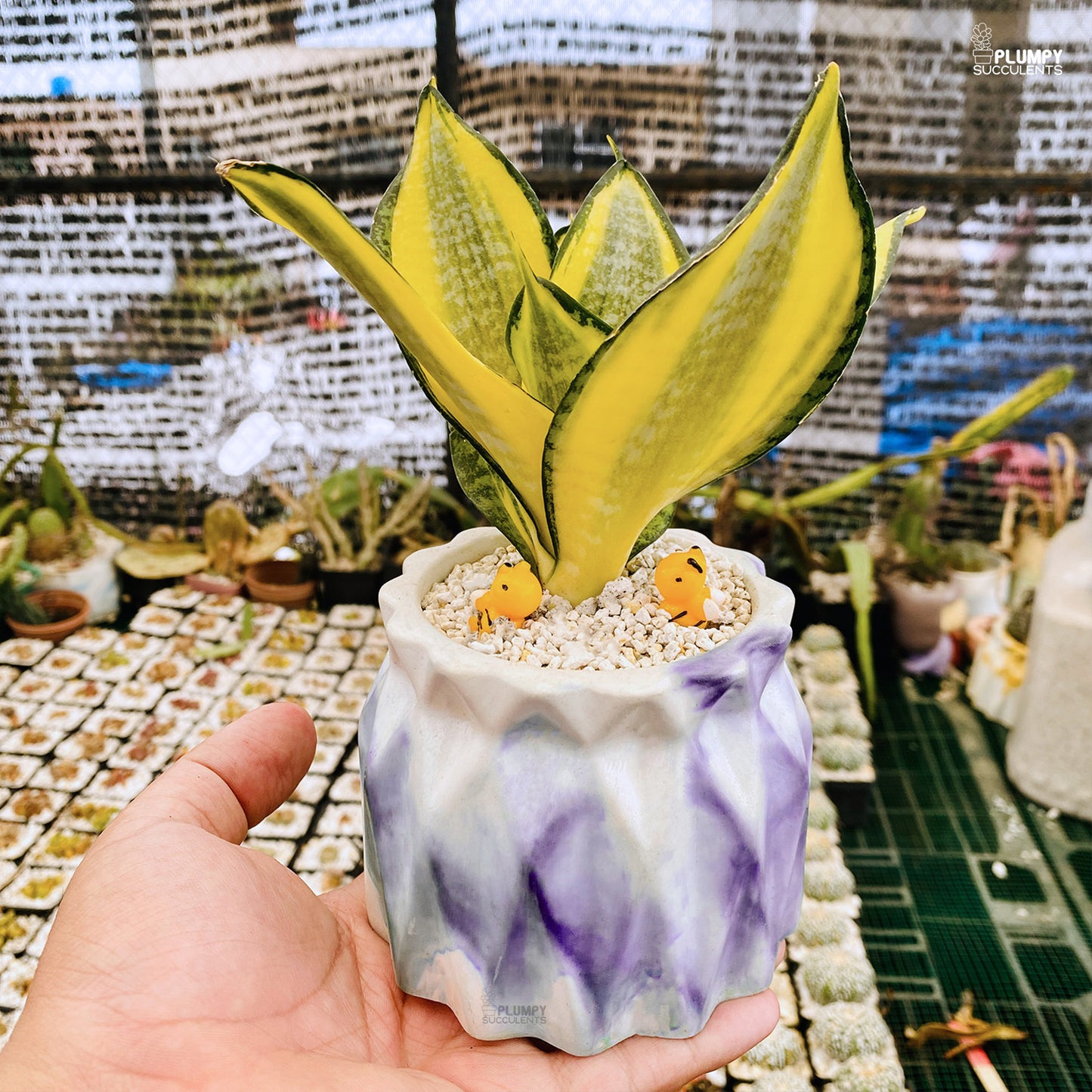 Sansveria Golden Hahnii (Snake Plant)