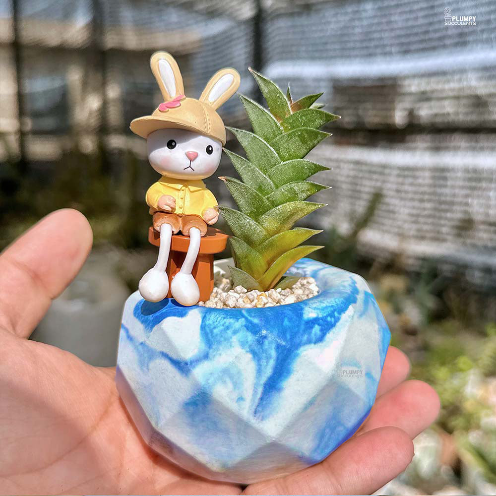 Haworthia Viscosa - Rabbit's Buddy