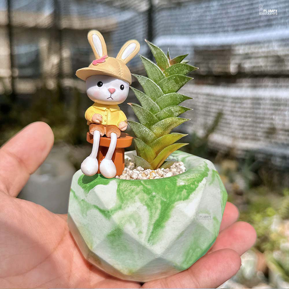 Haworthia Viscosa - Rabbit's Buddy