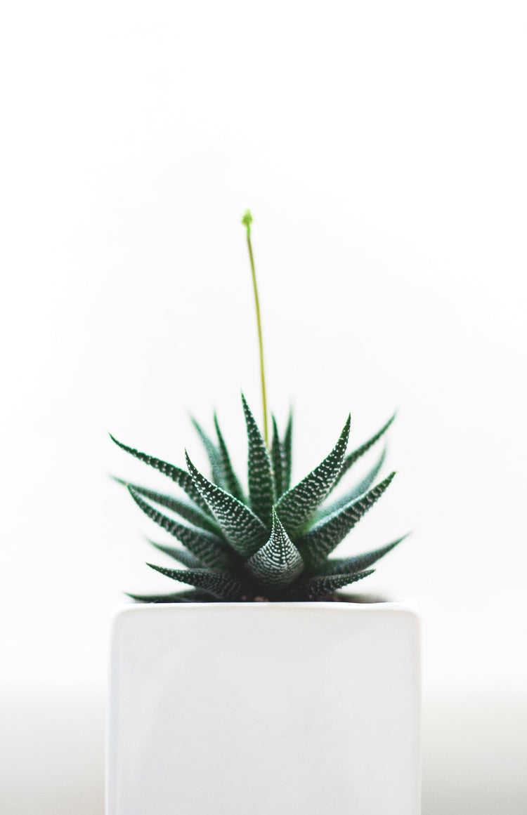 Indoor Plants