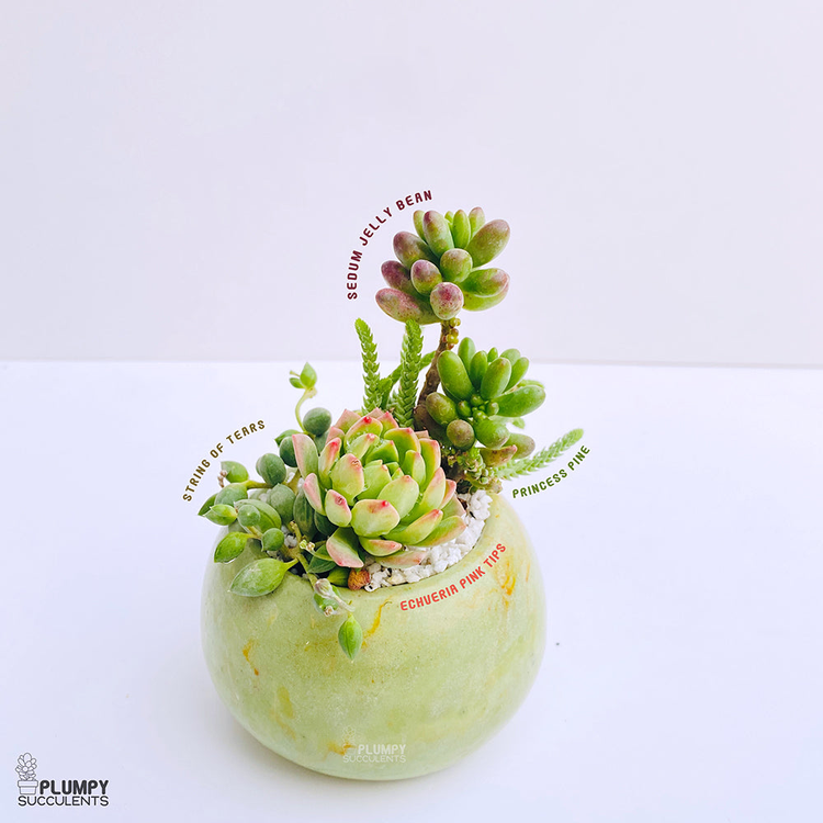Succulent Gardens