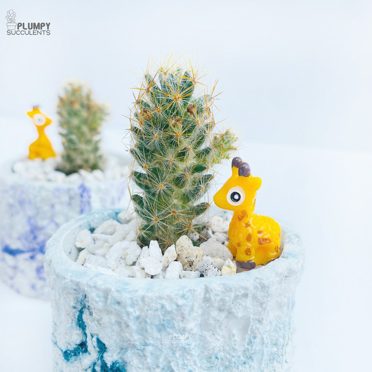 Cactus/Outdoor Plants