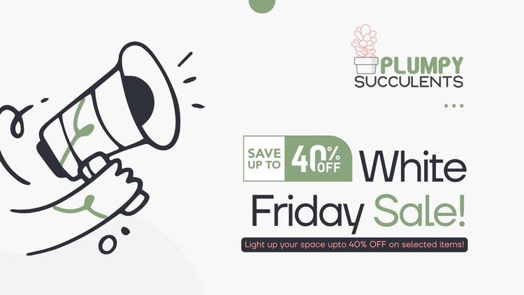 White Friday Sale- Upto 40% OFF