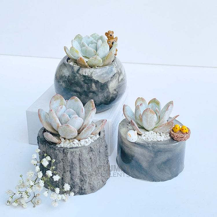 Soft Succulents