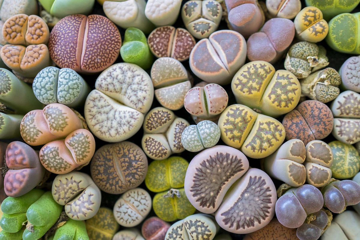 Lithops – Plumpy Succulents