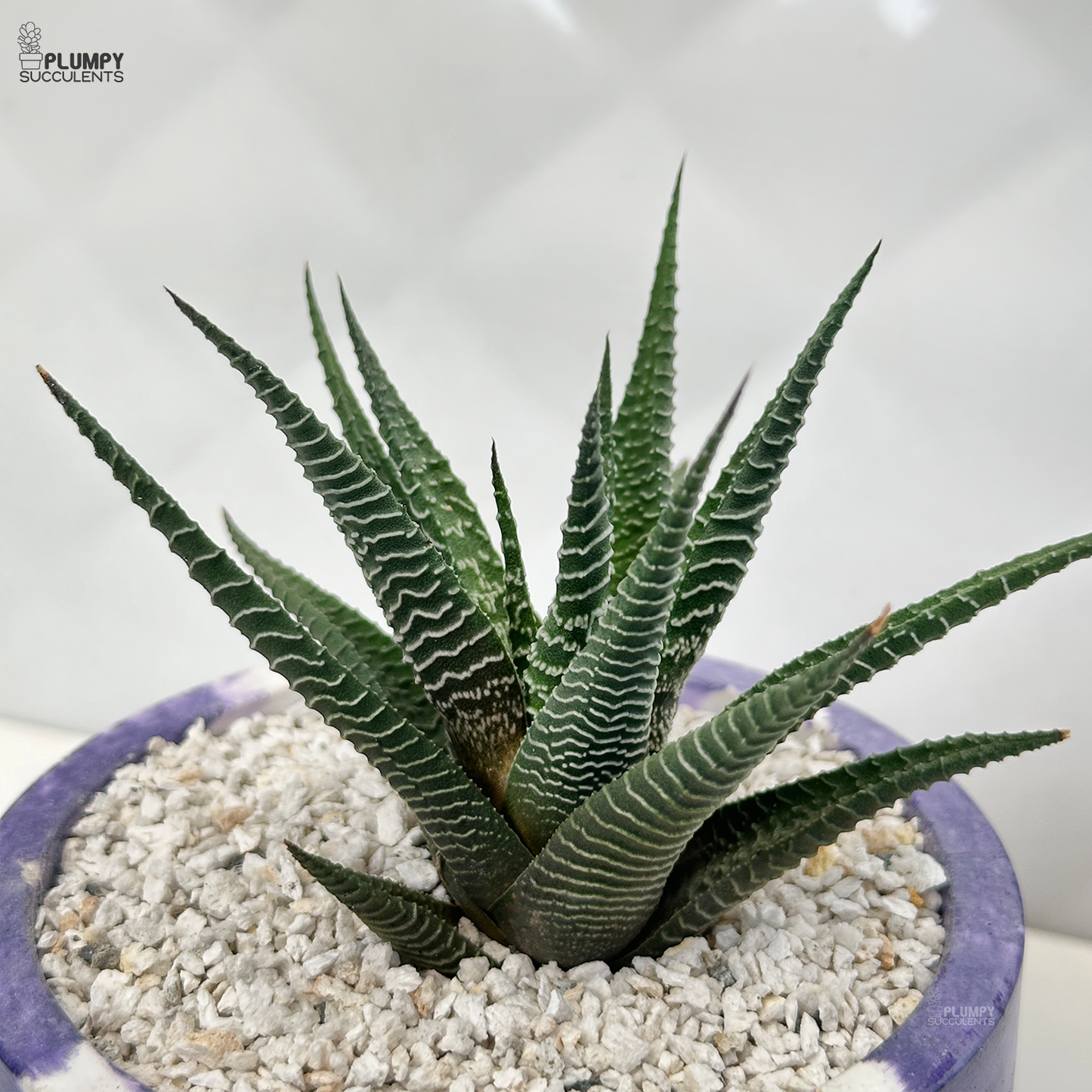 Haworthia Limifolia xFasicata
