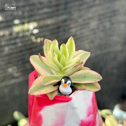 Crassula Capitella Red Pagoda (Variegated)