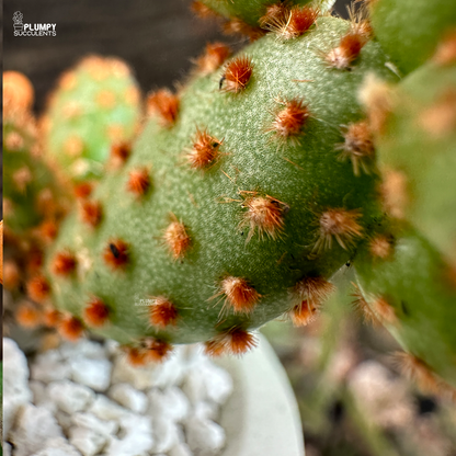 opuntia microdasys rufida