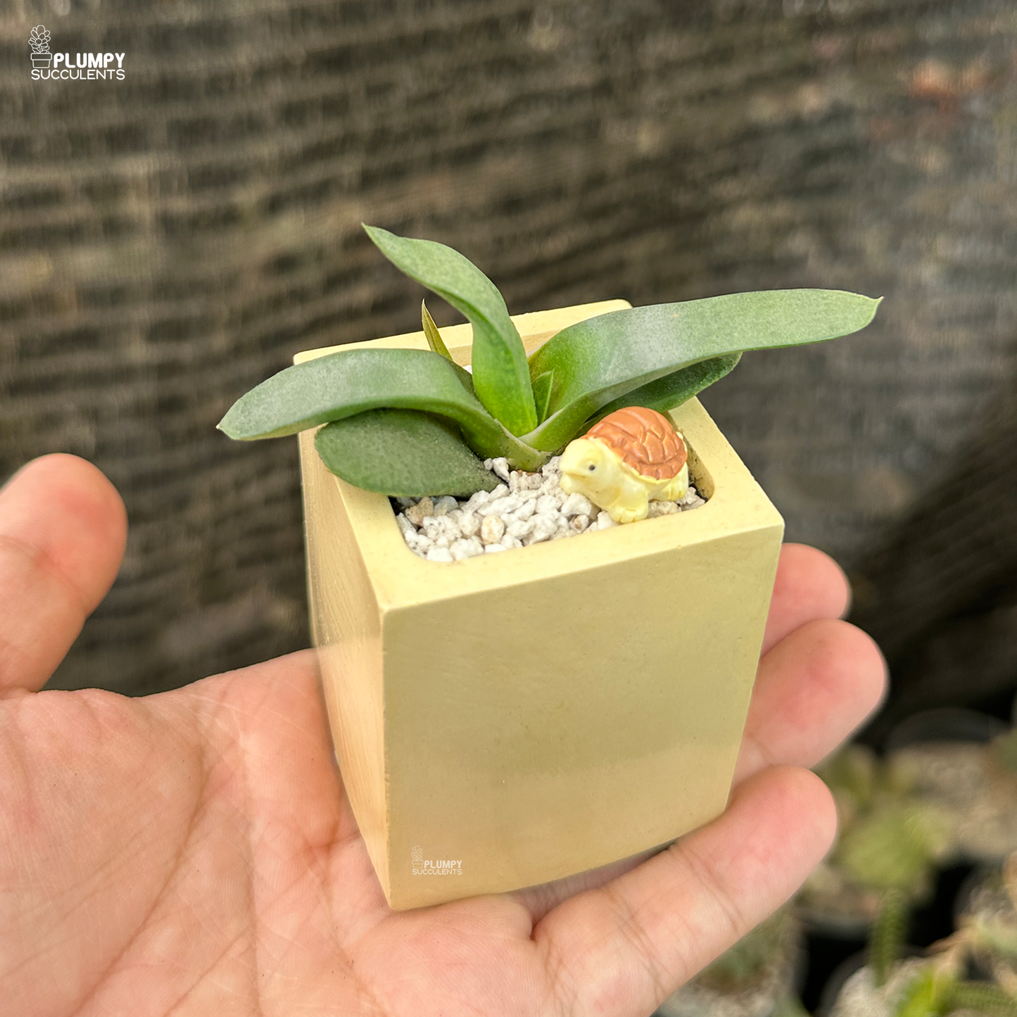 Gasteria