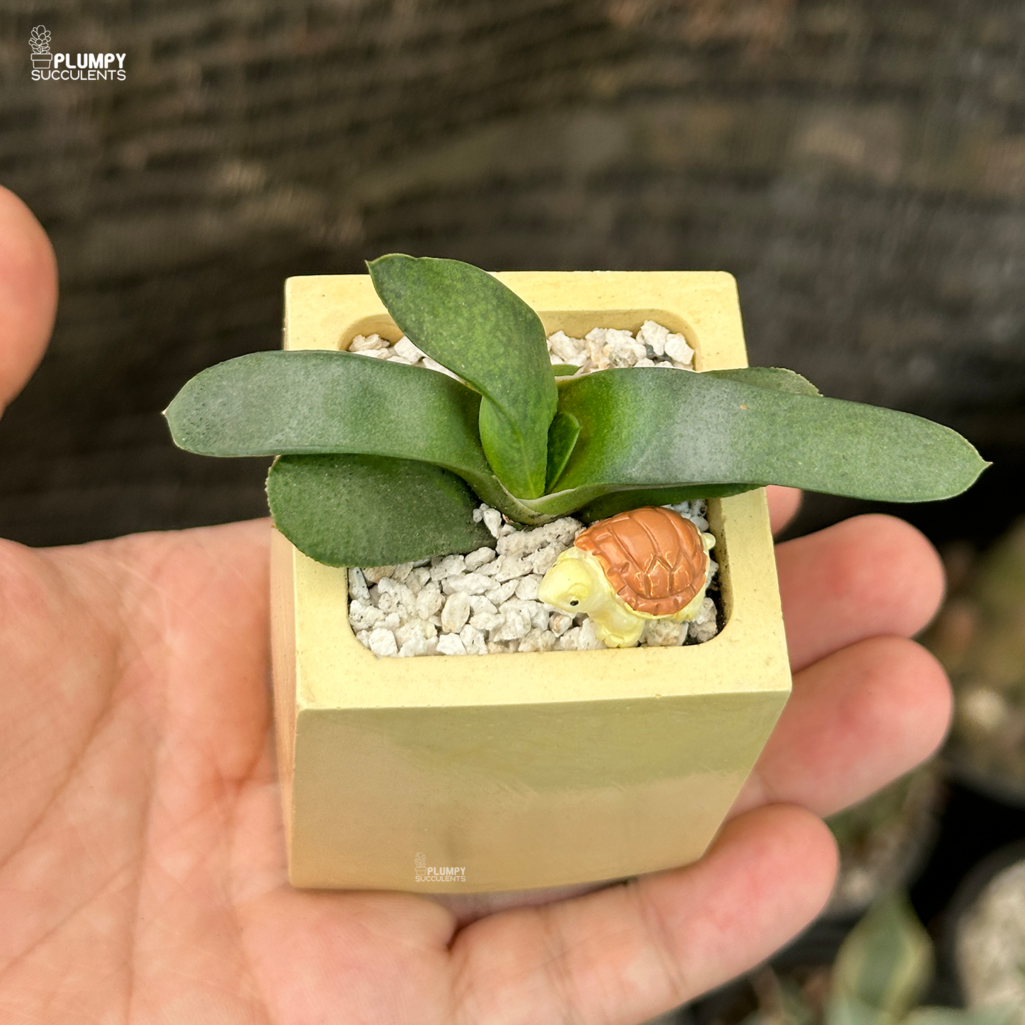 Gasteria