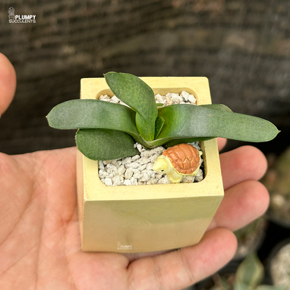 Gasteria