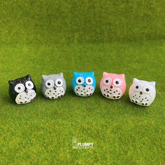 Owl