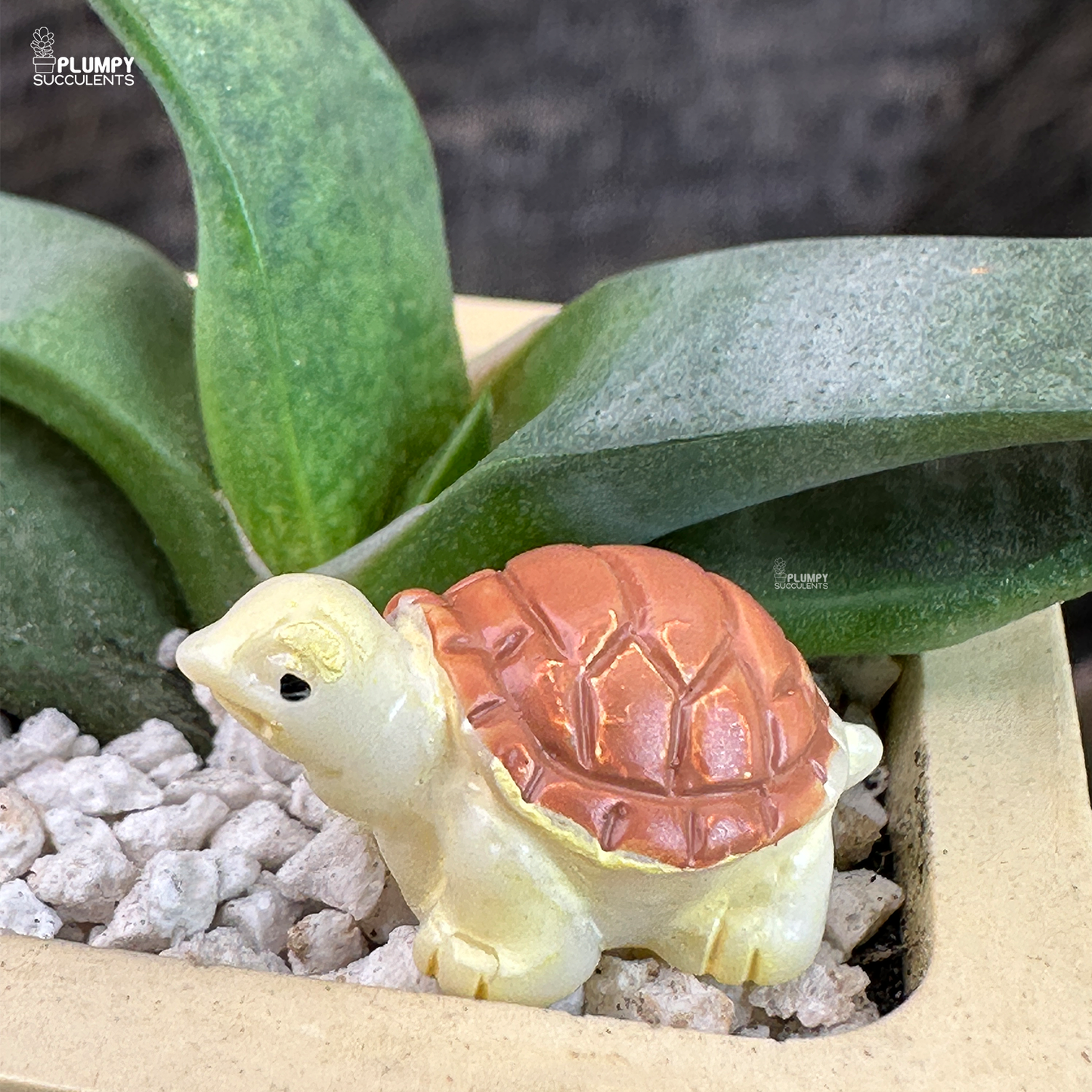 Gasteria