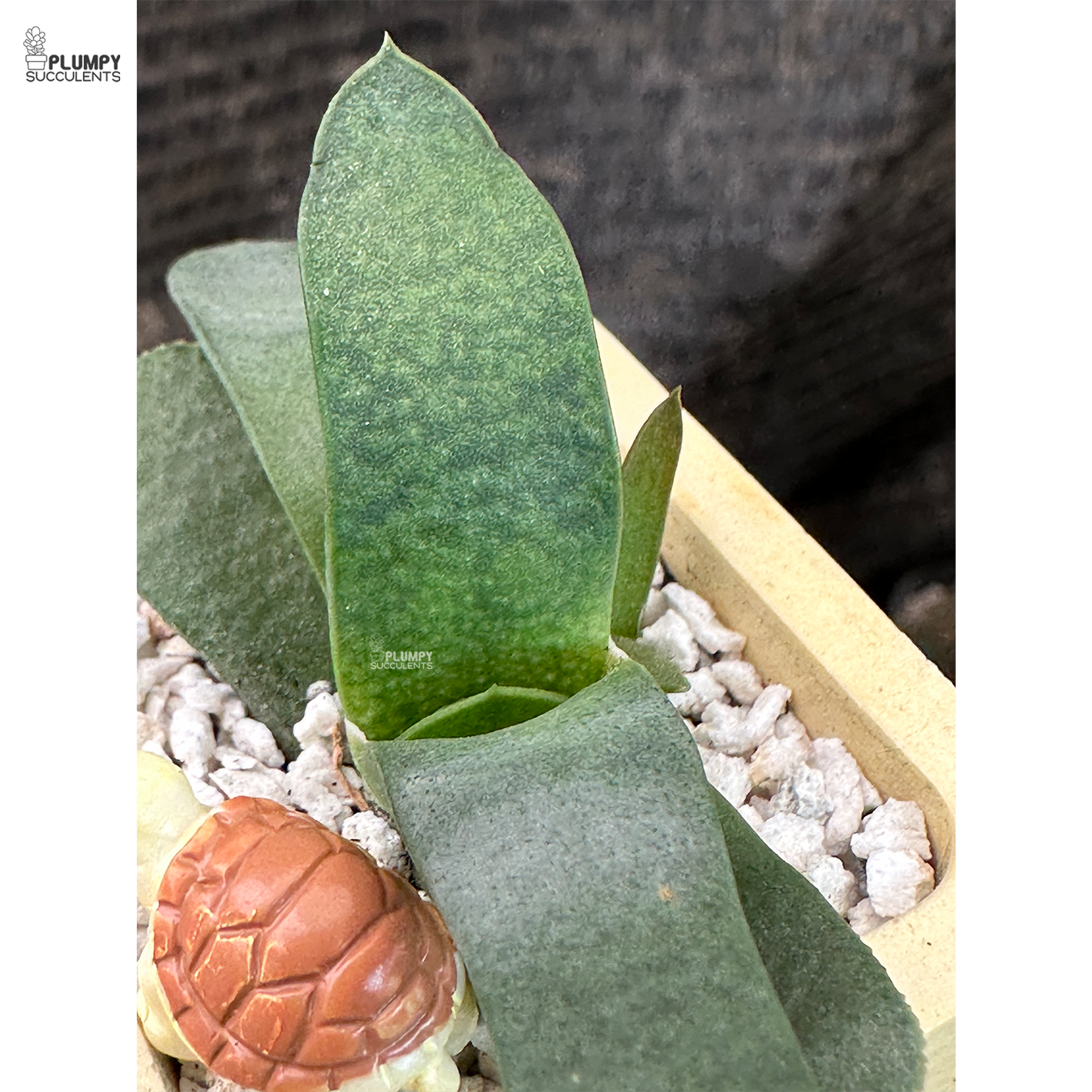 Gasteria