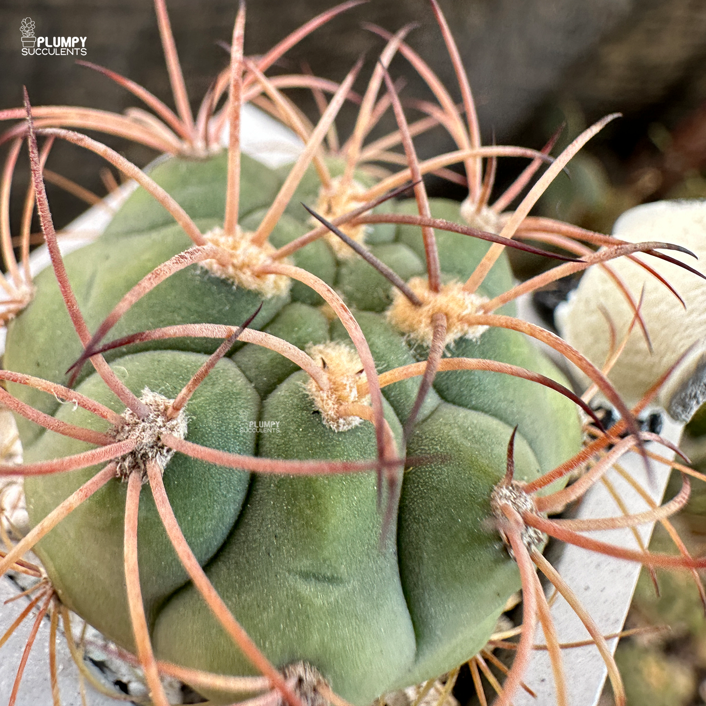 Gymno pflanzii