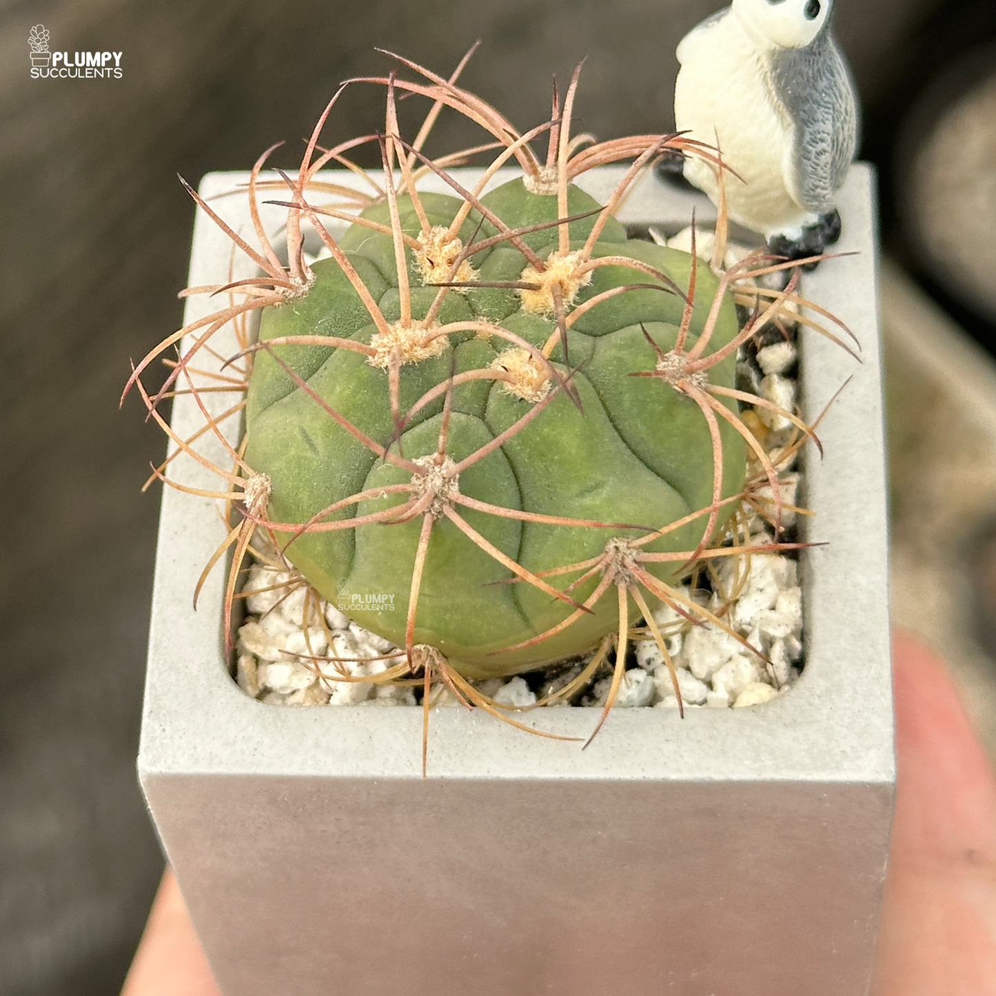 Gymno pflanzii