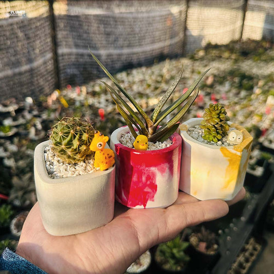 Set of 3 Succulents