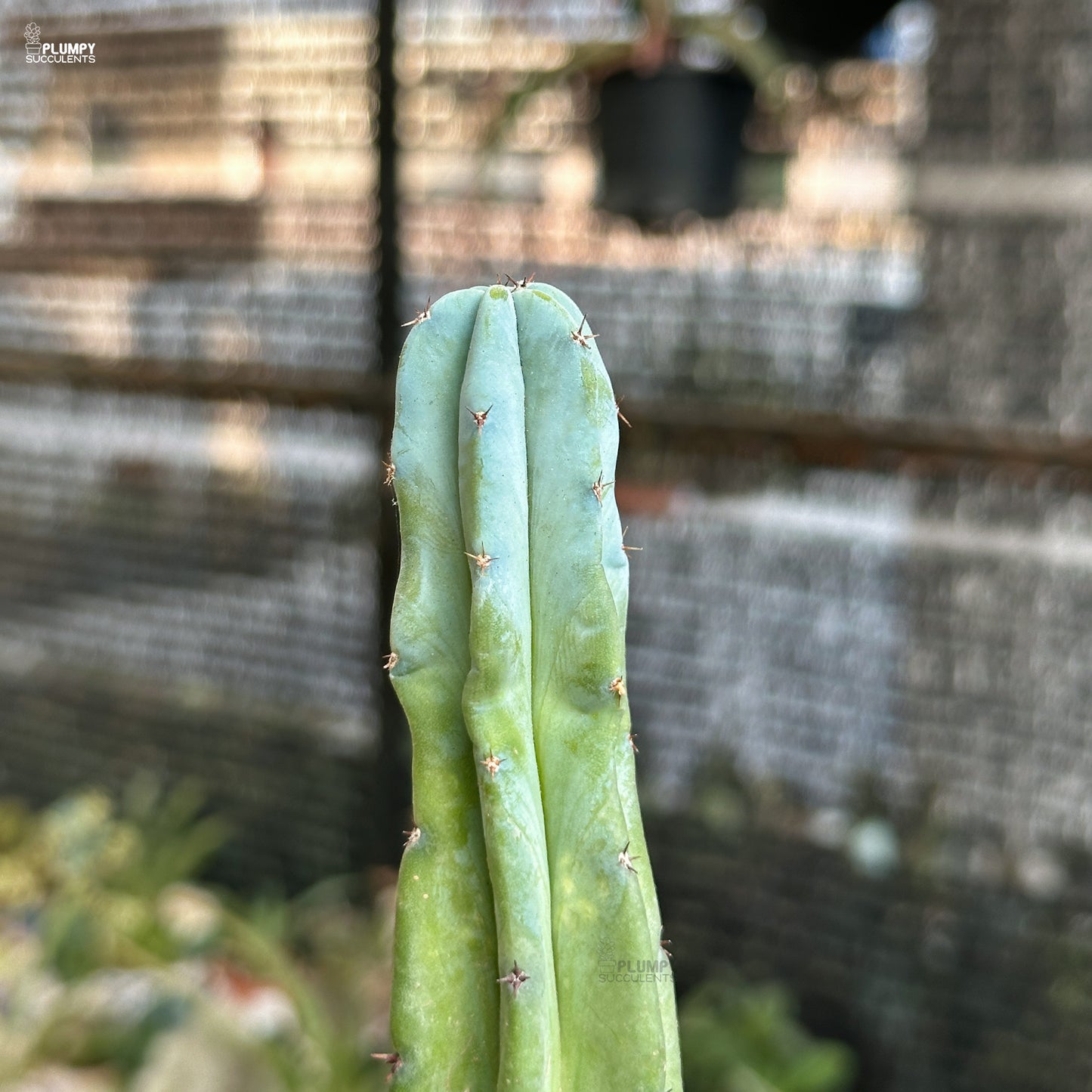 Myrtillocactus Geometrizans - Blue Candle Cactus