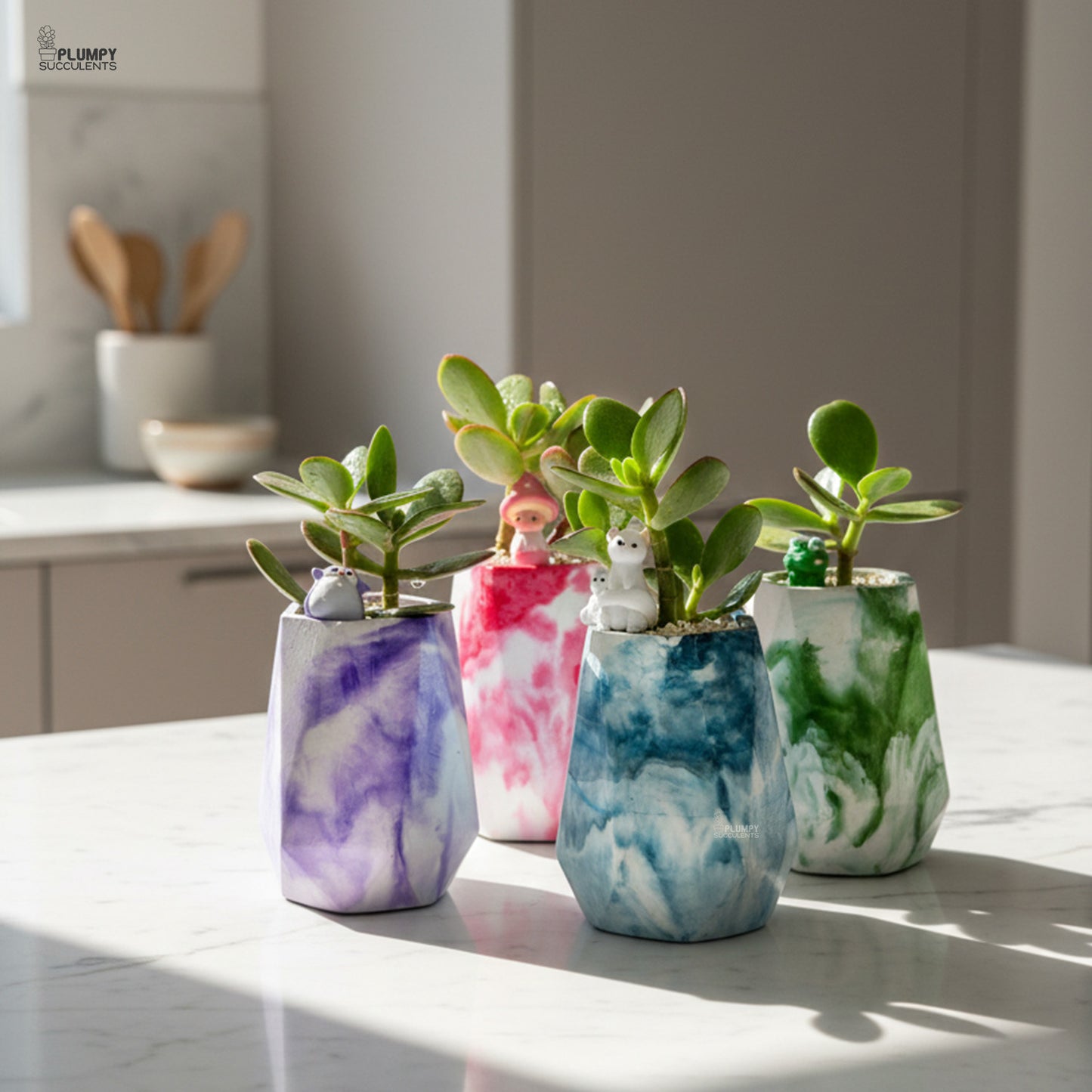 Crassula Ovata – Jade Plant