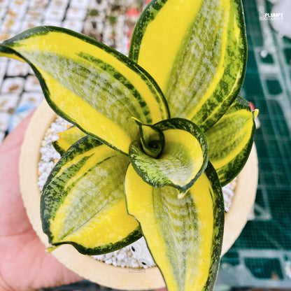 Sansveria Golden Hahnii (Snake Plant)