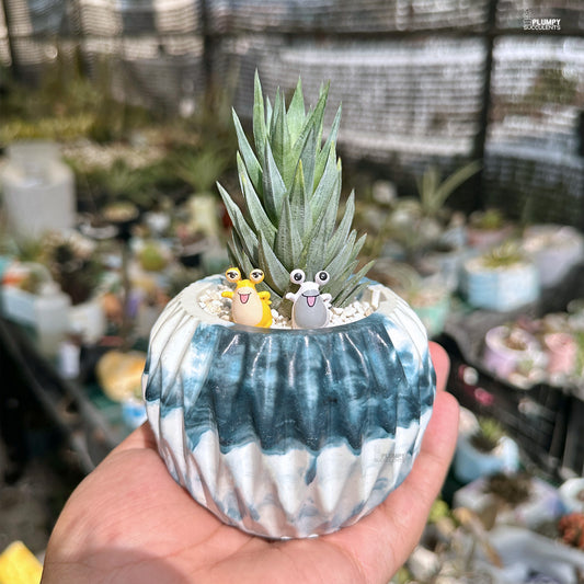 Haworthia Glauca - Snail's Heaven