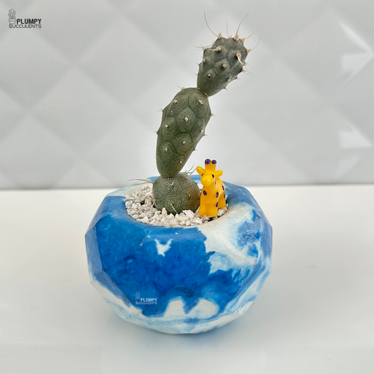 Tephrocactus Articulatus (Paper Spine Cactus)