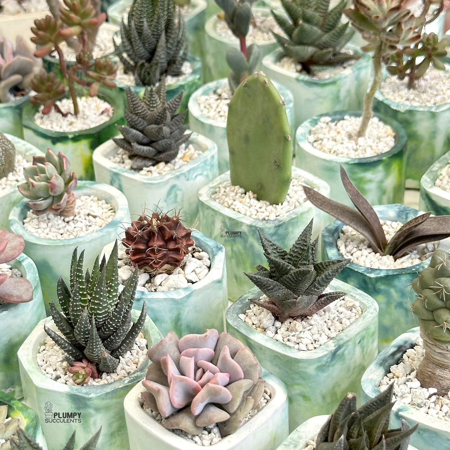 Set of 50 Plants | 2 in Planter | Assorted | Sun Loving