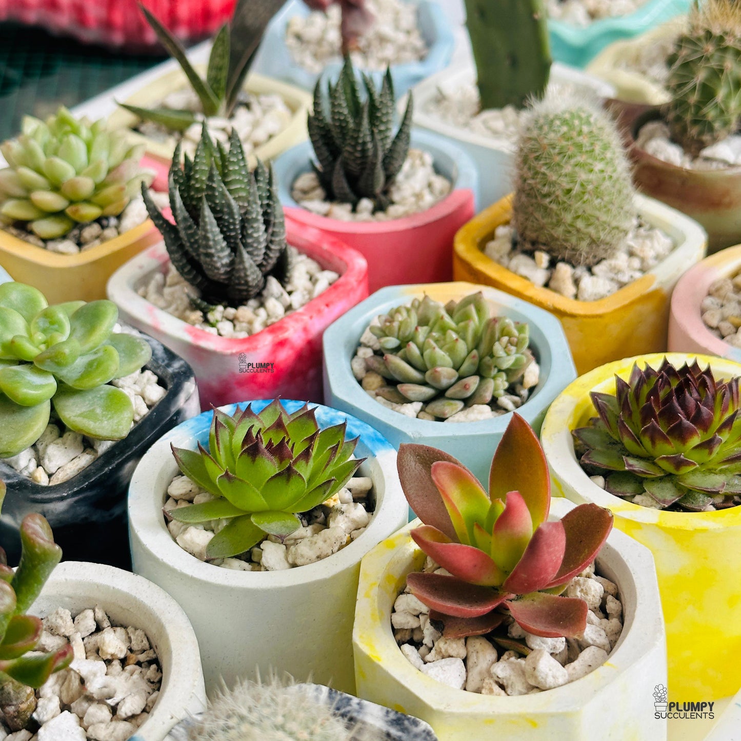 low price pots for plants Set of 50 Plants | 2 in Planter | Assorted