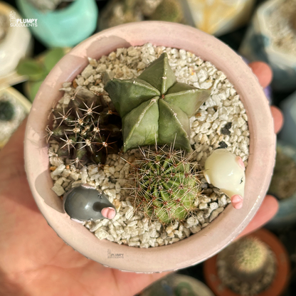 Cactus Garden