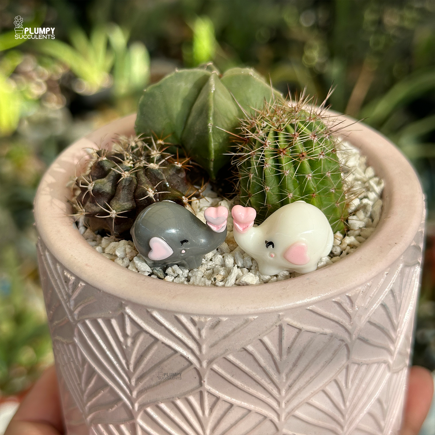 Cactus Garden