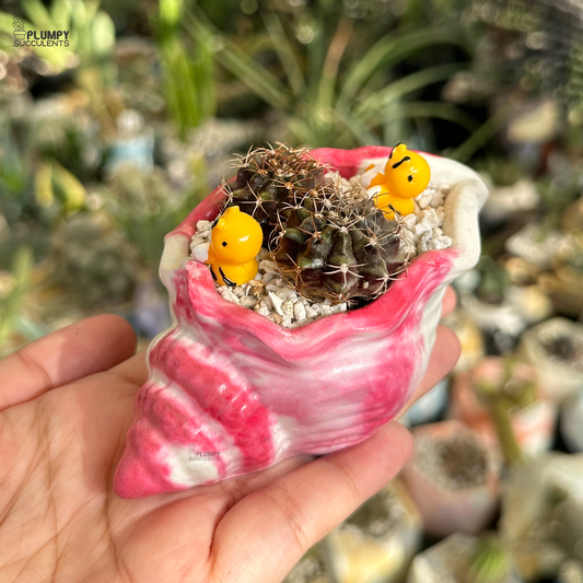 Gymno Cactus