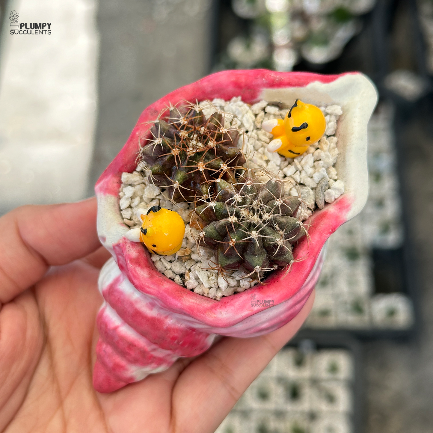 Gymno Cactus