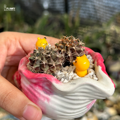 Gymno Cactus