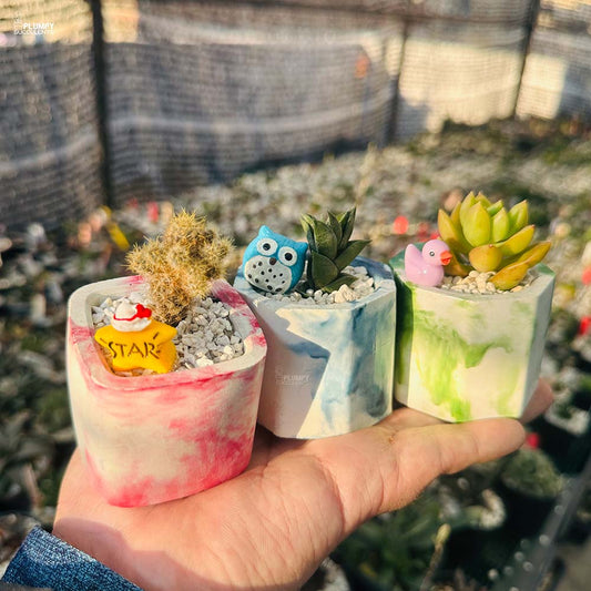 Set of 3 Succulents