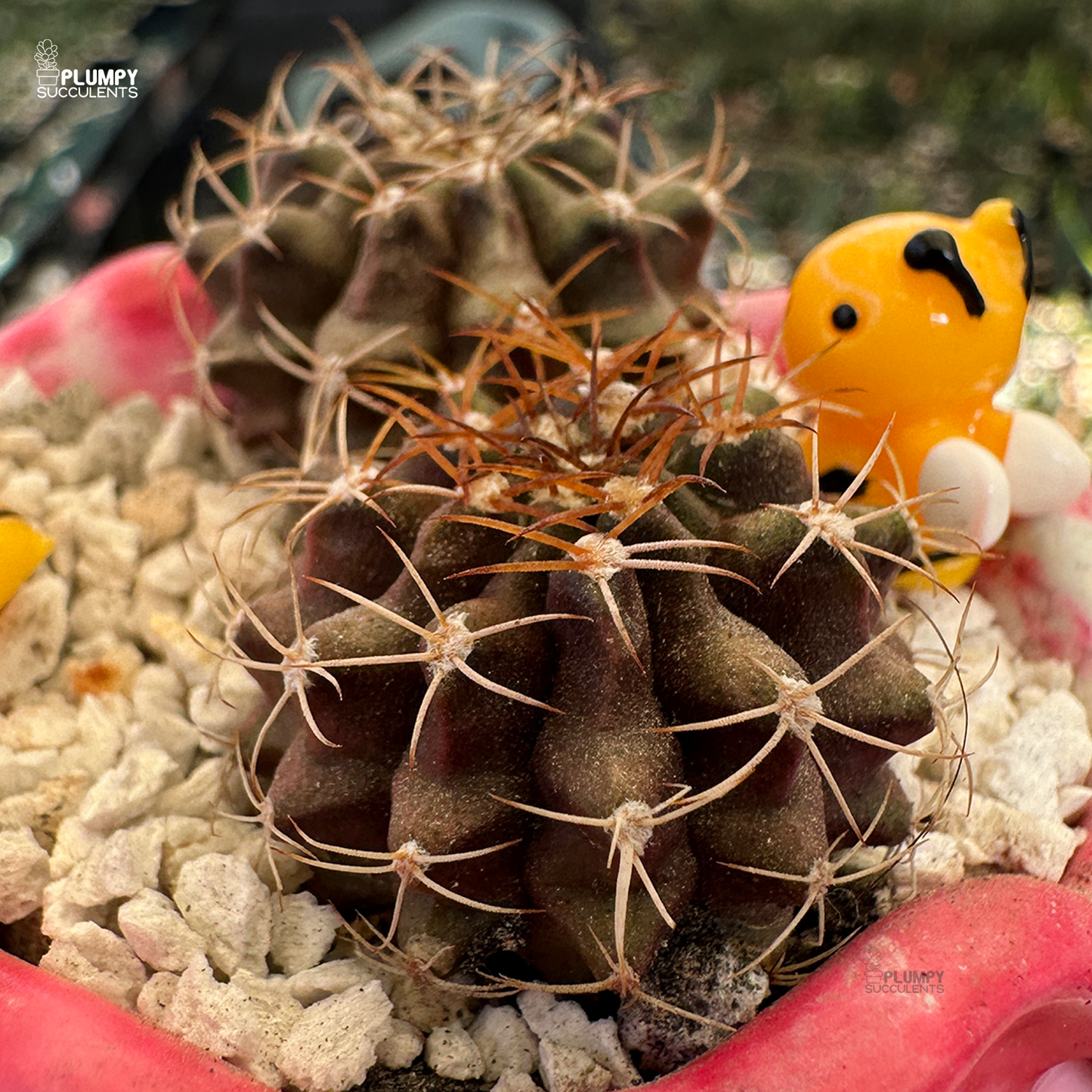 Gymno Cactus