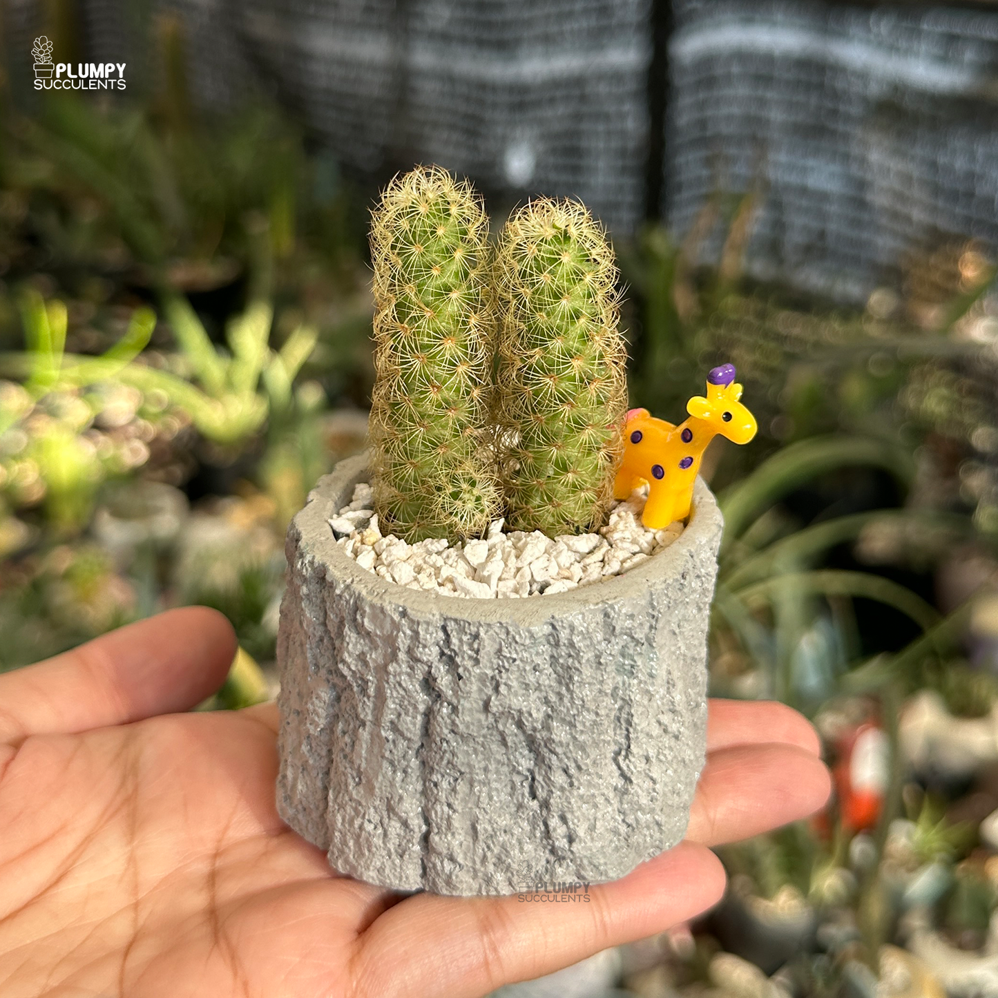 mammillaria elongata golden star