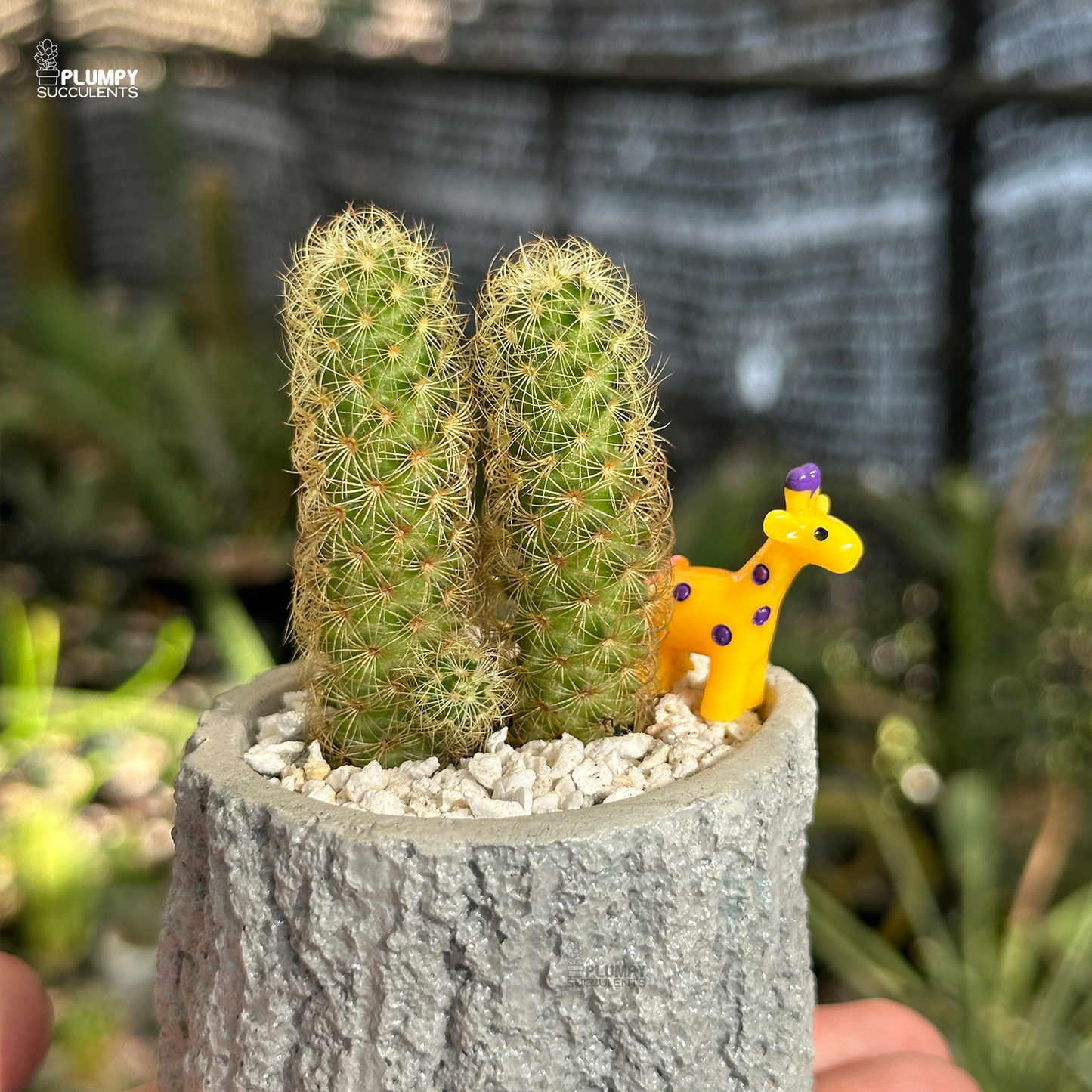 mammillaria elongata golden star